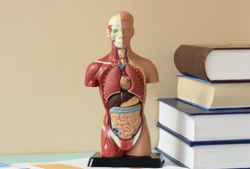 Artificial Model of the human body.